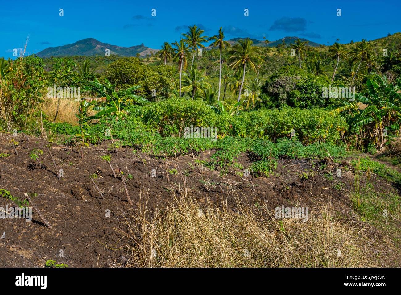 Petite parcelle familiale de plantes de manioc à flanc de colline, îles Yasawa, Fidji Banque D'Images