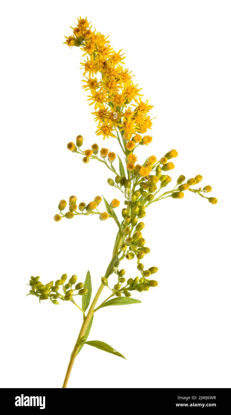 fleurs de goldenrod isolées sur fond blanc Banque D'Images