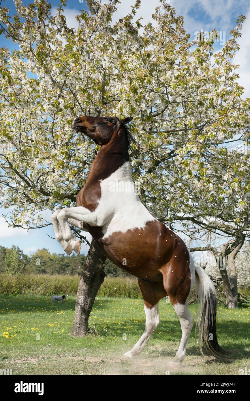 Cheval de race blanche et brune qui élève un arbre de printemps ensoleillé Banque D'Images