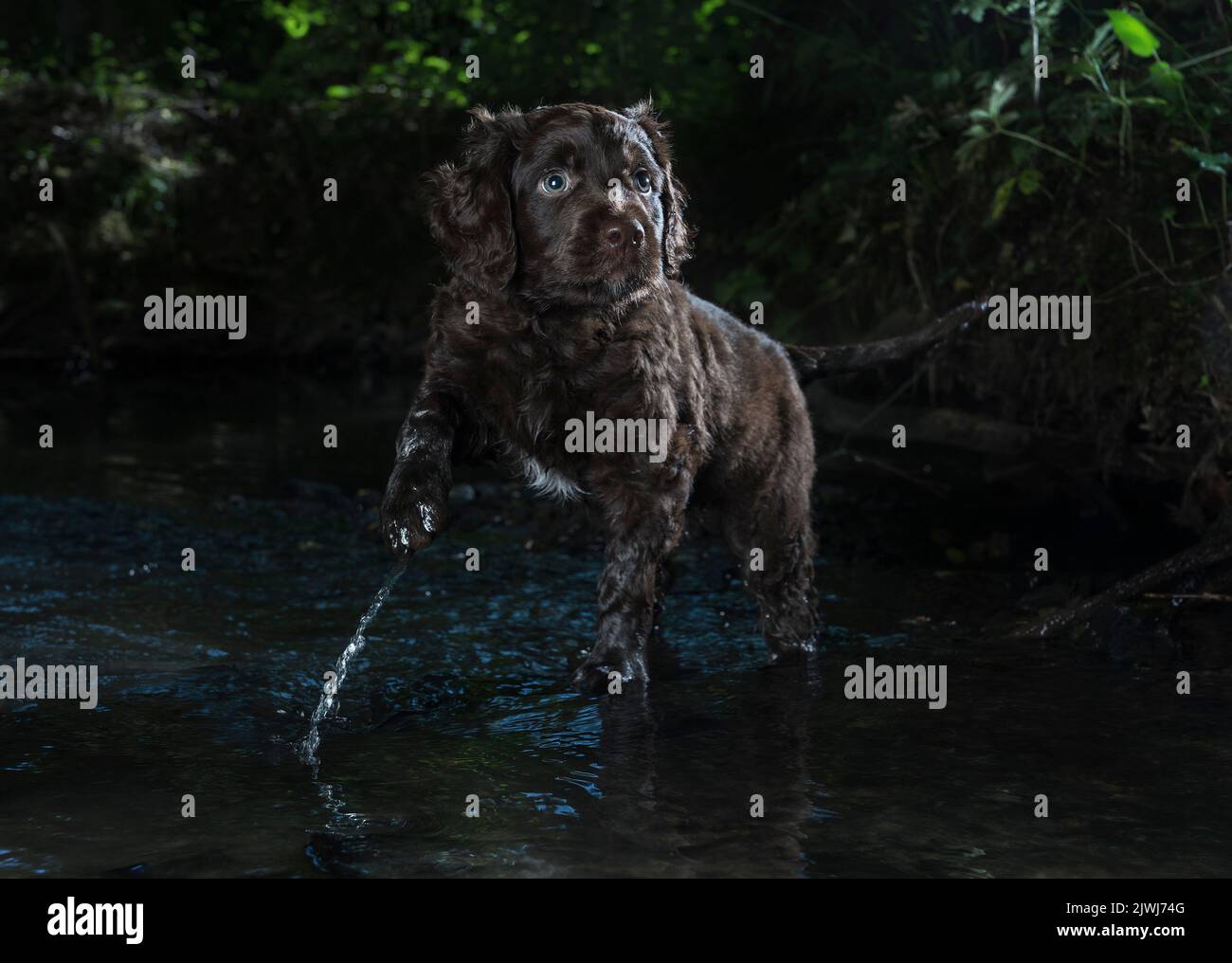 Alerter le chien de Cockapoo de se promener dans l'eau du ruisseau Banque D'Images