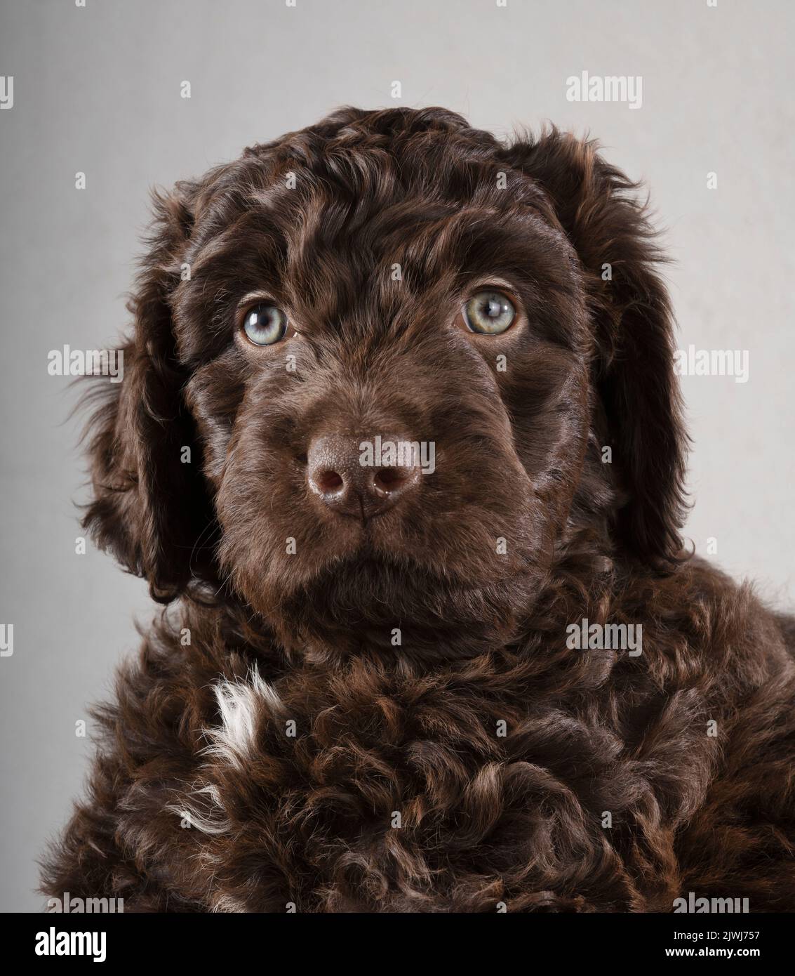 Gros plan portrait en studio mignon brun Cockapoo chiot regardant l'appareil photo Banque D'Images
