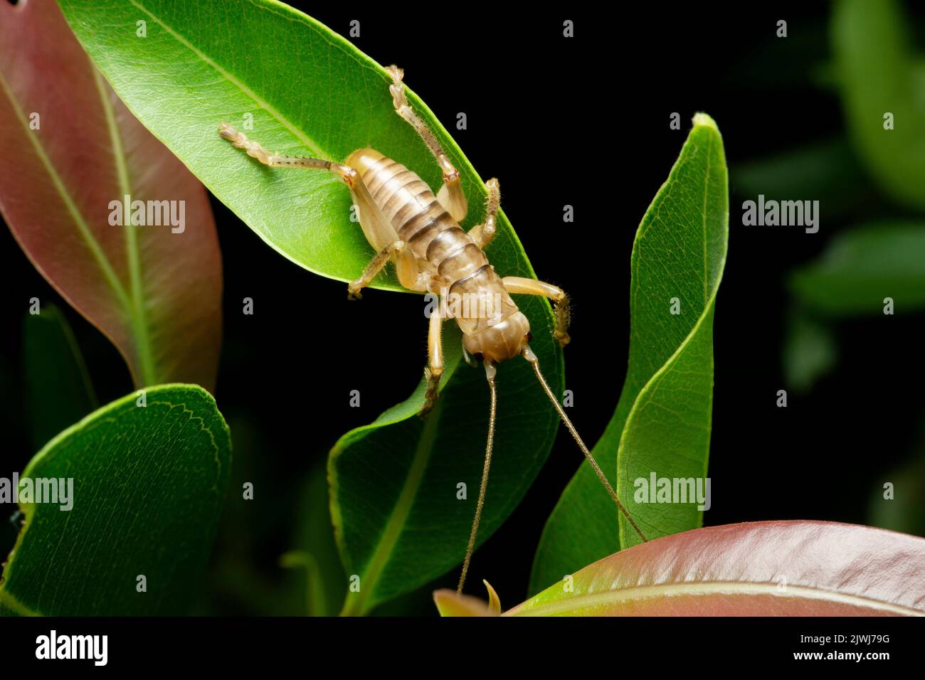 Lecteur de sable géant Camel Cricket, Daihinibaenetes giganteus, Satara, Maharashtra, Inde Banque D'Images