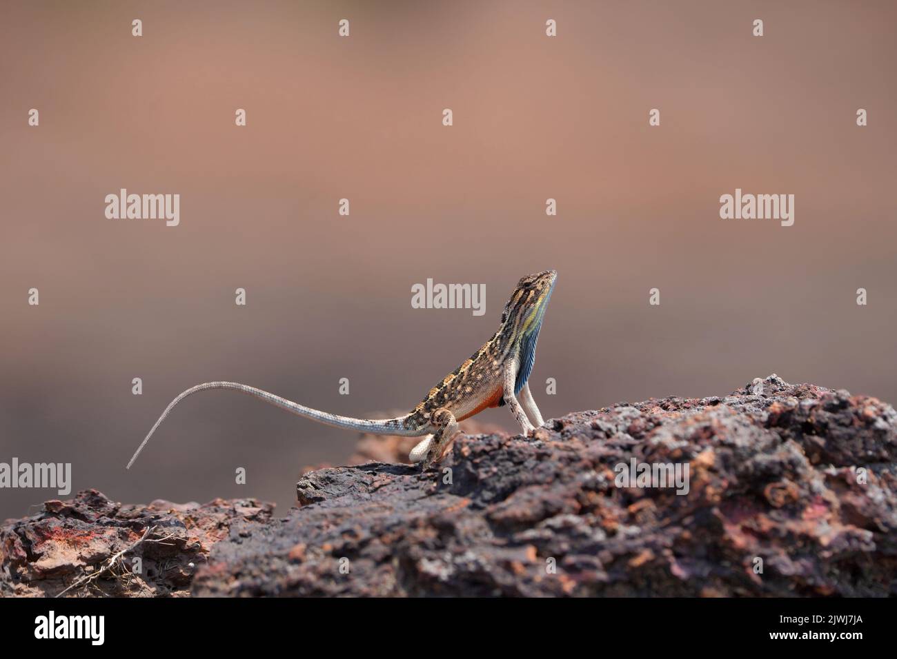 Sarada superba, le superbe grand lézard à gorge éventail, Chalakewadi, Maharashtra, Inde Banque D'Images