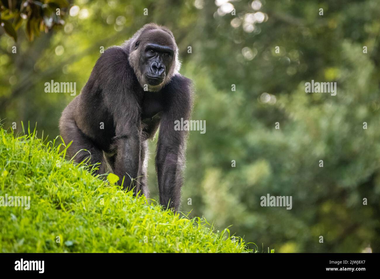 Gorille des basses terres de l'Ouest au zoo d'Atlanta près du centre-ville d'Atlanta, Géorgie. (ÉTATS-UNIS) Banque D'Images