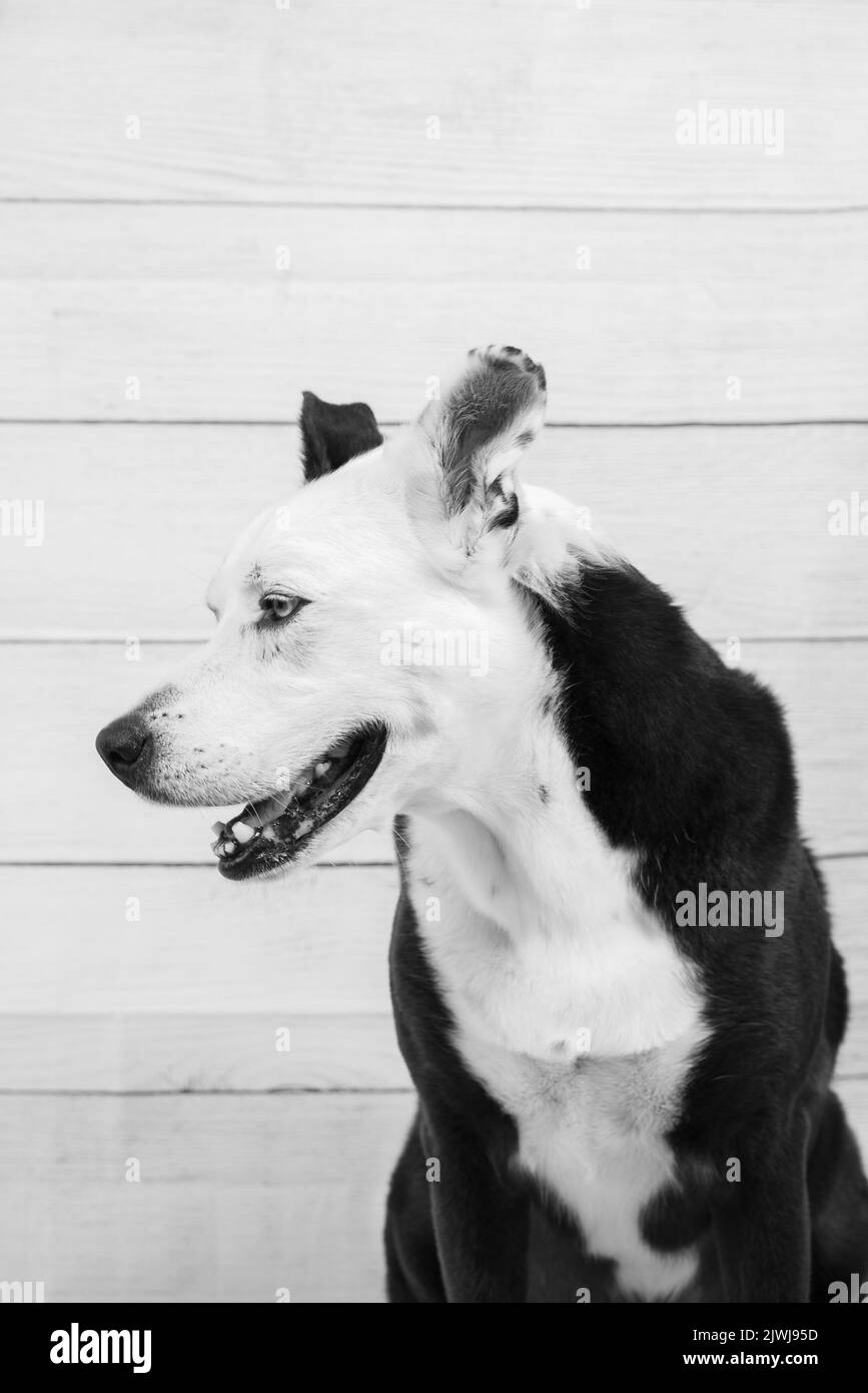 Portrait d'un chien noir et blanc contre un mur de bois Banque D'Images