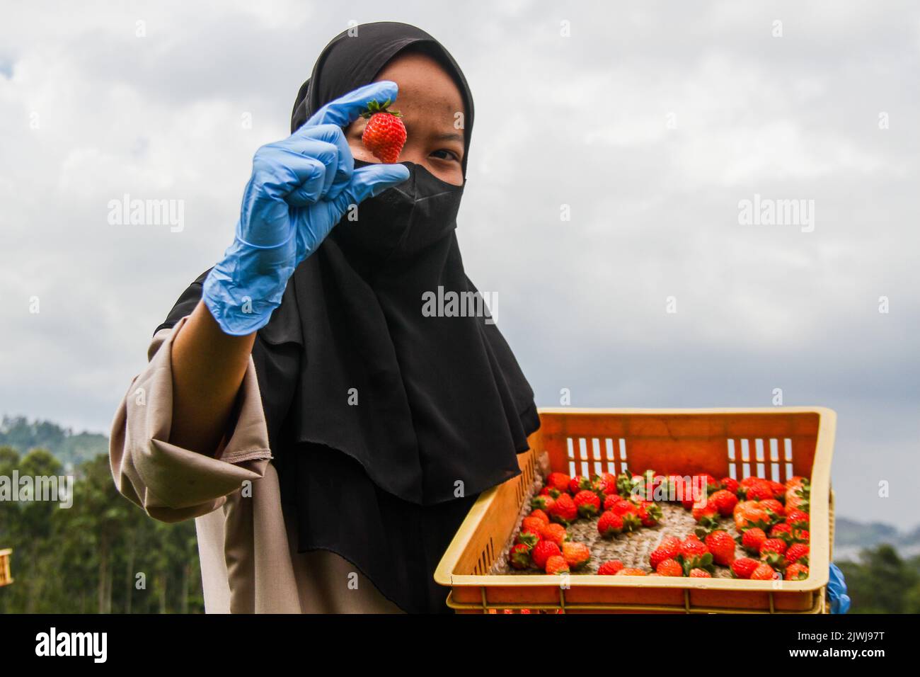 Lembang, Java Ouest, Indonésie. 6th septembre 2022. Un ouvrier cueille des fraises fraîches à la ferme de la Fresa Strawberry à Lembang. La Fresa Strawberry Garden, qui est l'une des micro, petites et moyennes entreprises (MSME) assistée par Bank Negara Indonesia (BNI), est en mesure de transformer une tonne de fraise en divers produits tels que le jus de fraise, Des collations et des confitures ont été commercialisées dans diverses régions de l'Indonésie à un prix moyen de $2 à 4 $. (Image de crédit : © Algi Febri Sugita/ZUMA Press Wire) Banque D'Images