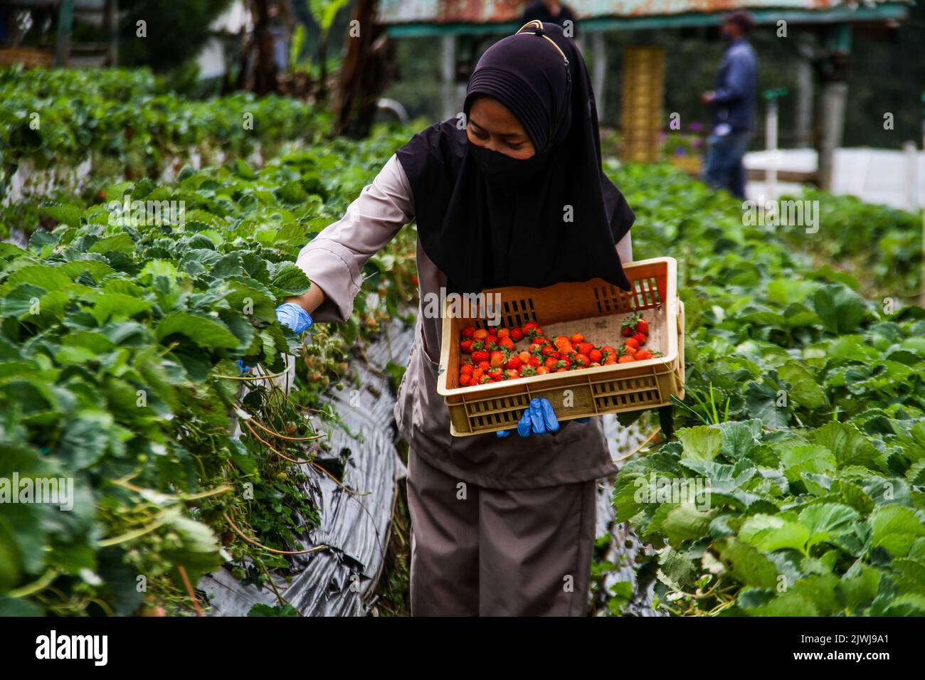 Lembang, Java Ouest, Indonésie. 6th septembre 2022. Un ouvrier cueille des fraises fraîches à la ferme de la Fresa Strawberry à Lembang. La Fresa Strawberry Garden, qui est l'une des micro, petites et moyennes entreprises (MSME) assistée par Bank Negara Indonesia (BNI), est en mesure de transformer une tonne de fraise en divers produits tels que le jus de fraise, Des collations et des confitures ont été commercialisées dans diverses régions de l'Indonésie à un prix moyen de $2 à 4 $. (Image de crédit : © Algi Febri Sugita/ZUMA Press Wire) Banque D'Images