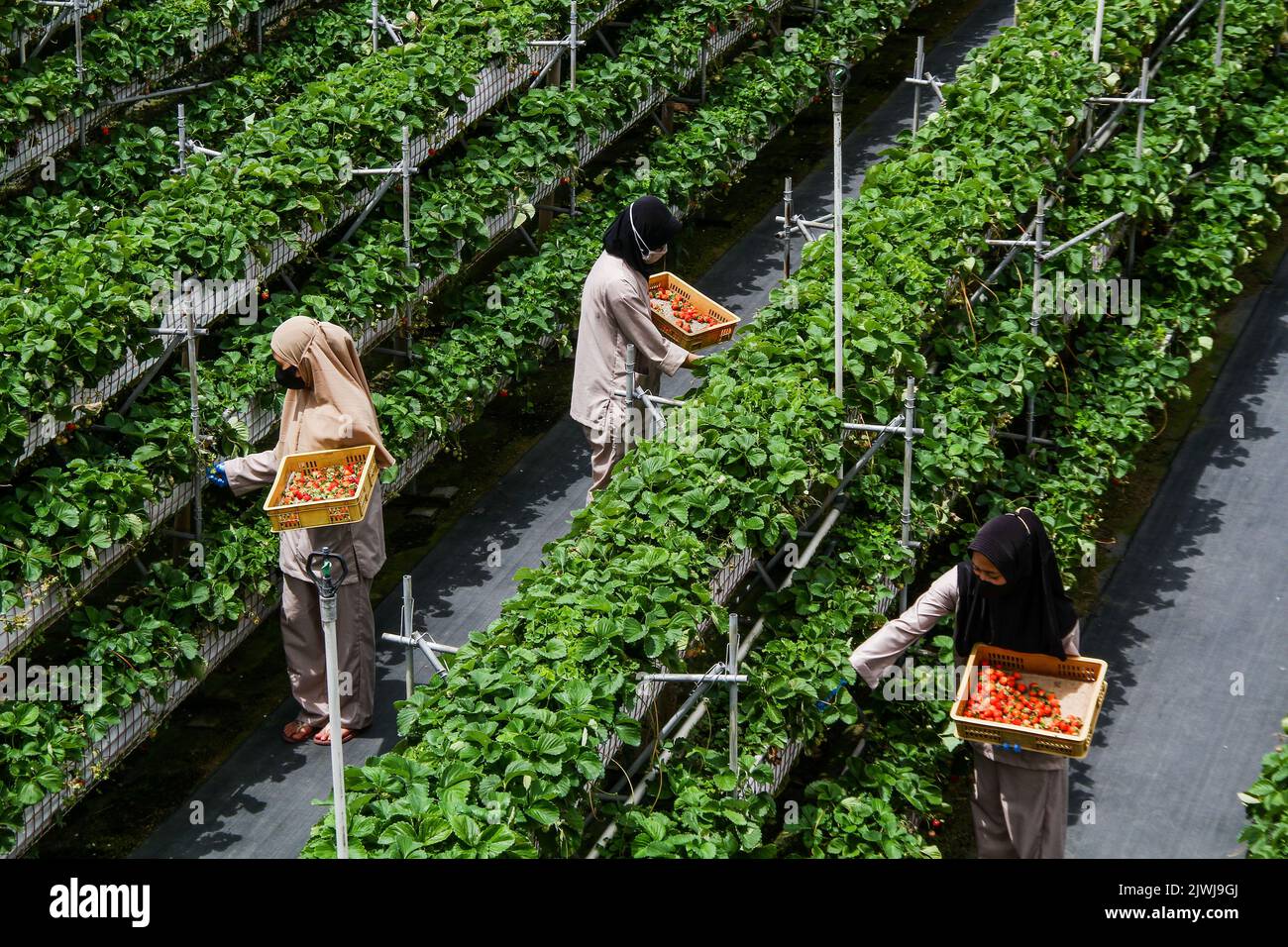 Lembang, Java Ouest, Indonésie. 6th septembre 2022. Les travailleurs cueilliaient des fraises fraîches à la ferme de la fraise de Lembang. La Fresa Strawberry Garden, qui est l'une des micro, petites et moyennes entreprises (MSME) assistée par Bank Negara Indonesia (BNI), est en mesure de transformer une tonne de fraise en divers produits tels que le jus de fraise, Des collations et des confitures ont été commercialisées dans diverses régions de l'Indonésie à un prix moyen de $2 à 4 $. (Image de crédit : © Algi Febri Sugita/ZUMA Press Wire) Banque D'Images