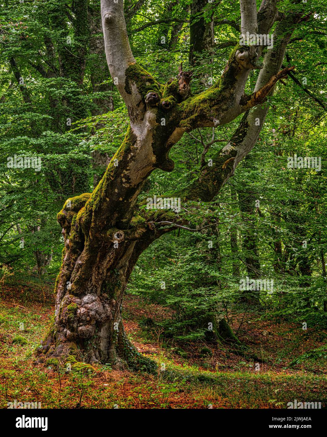 Hêtre et ancienne forêt d'érable avec des rochers recouverts de mousse et de feuilles brunes tombées au sol. Bosco di Sant'Antonio, Pesostanzo, Abruzzes Banque D'Images