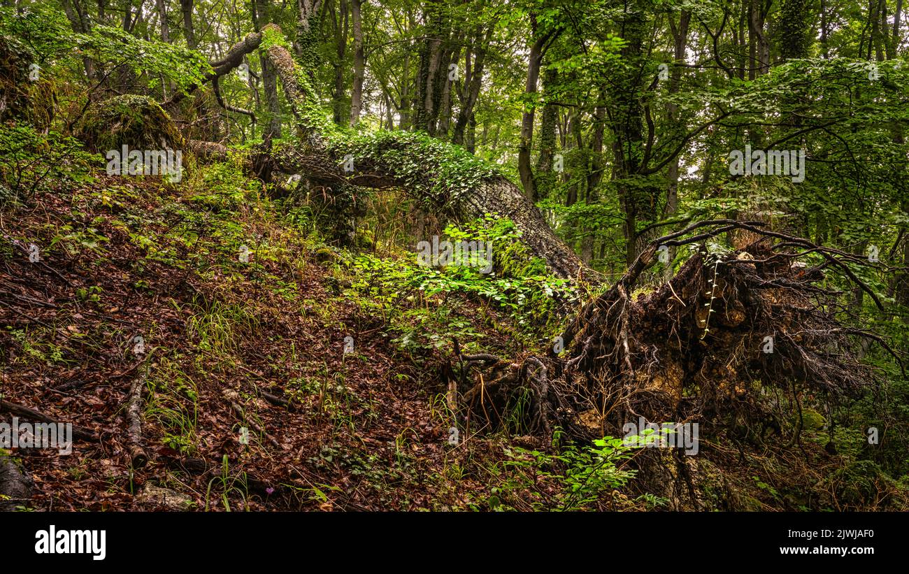Tronc brisé d'érable centenaire recouvert de mousse dans la réserve naturelle du bois de Sant'Antonio. Abruzzes, italie, europe Banque D'Images