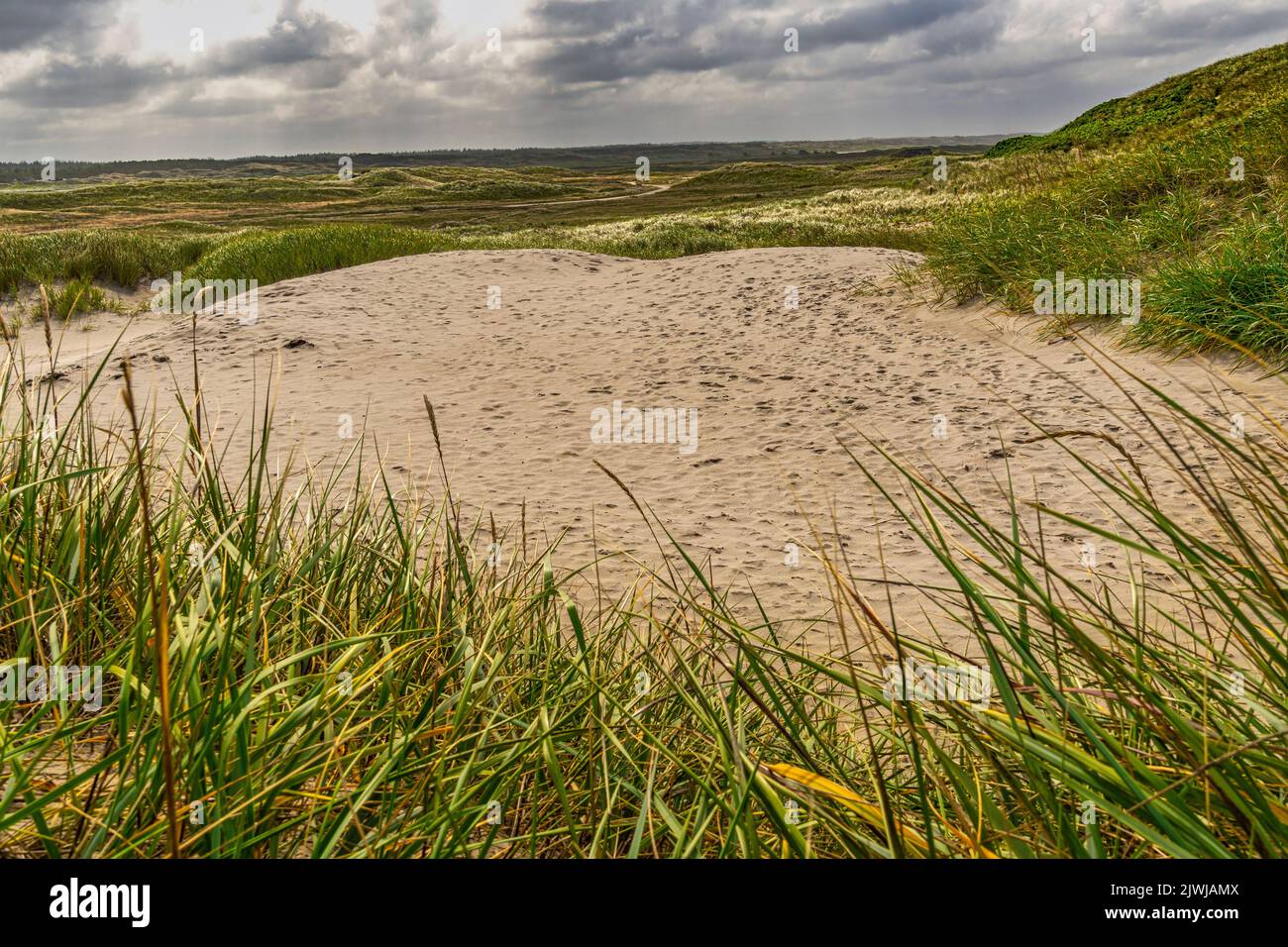 Dunes de sable à la plage de Nymindegab une belle plage de sable sur la mer du Nord. Nymindegab, Jutland du Sud-Ouest, Danemark, Europe Banque D'Images