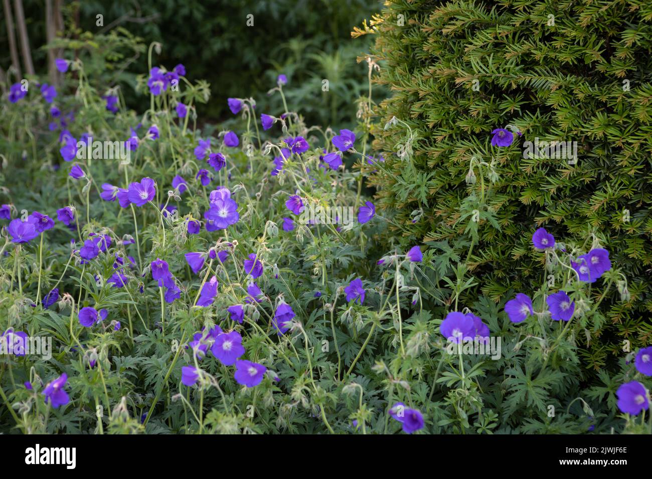 Géranium 'Orion' (cranesbill) en fleur, grand groupe, croissant à côté d'une haie Taxus baccata (yew), plantation tolérante à l'ombre Banque D'Images