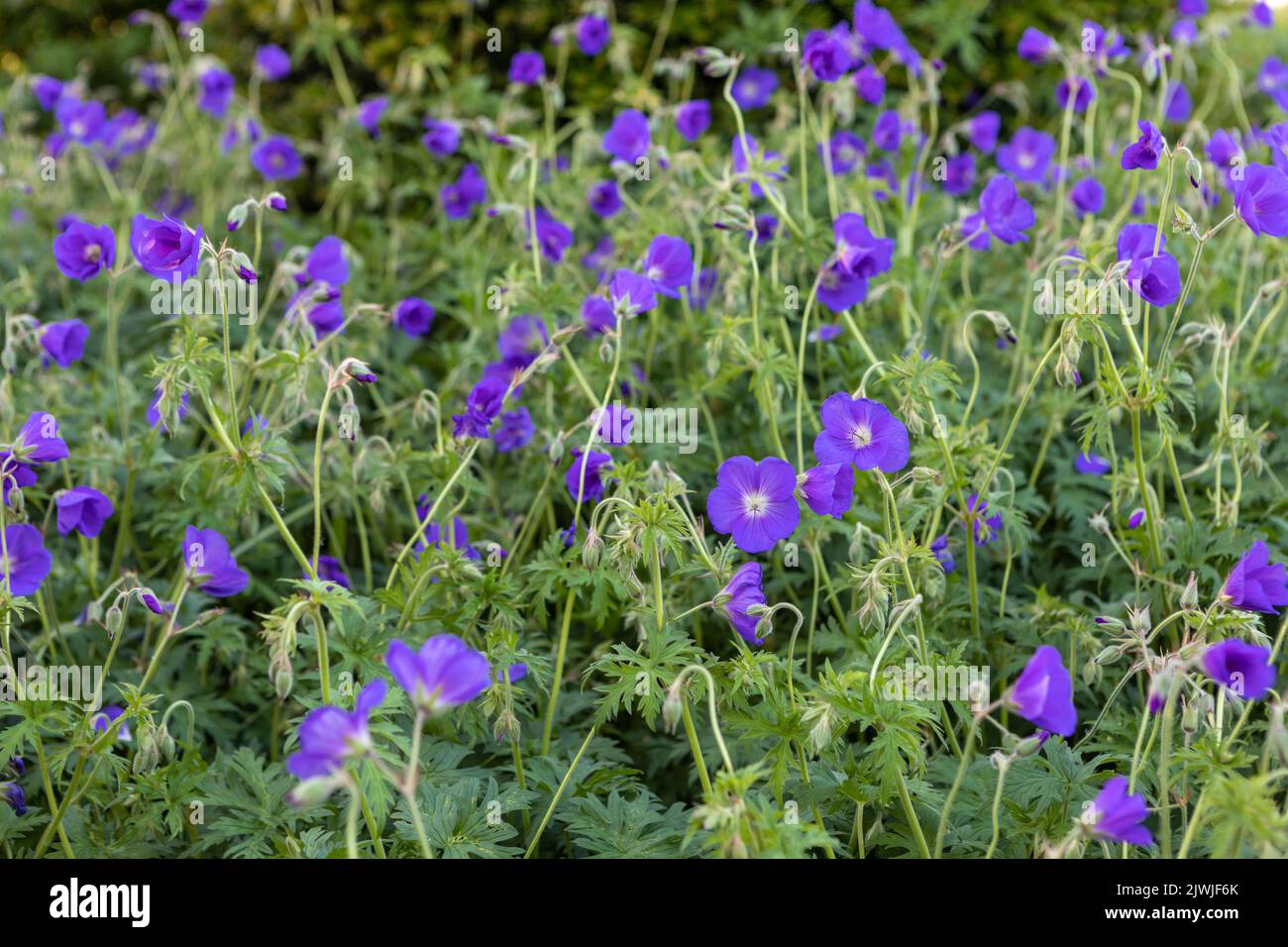 Géranium 'Orion' (crâne) en fleur, grand groupement Banque D'Images