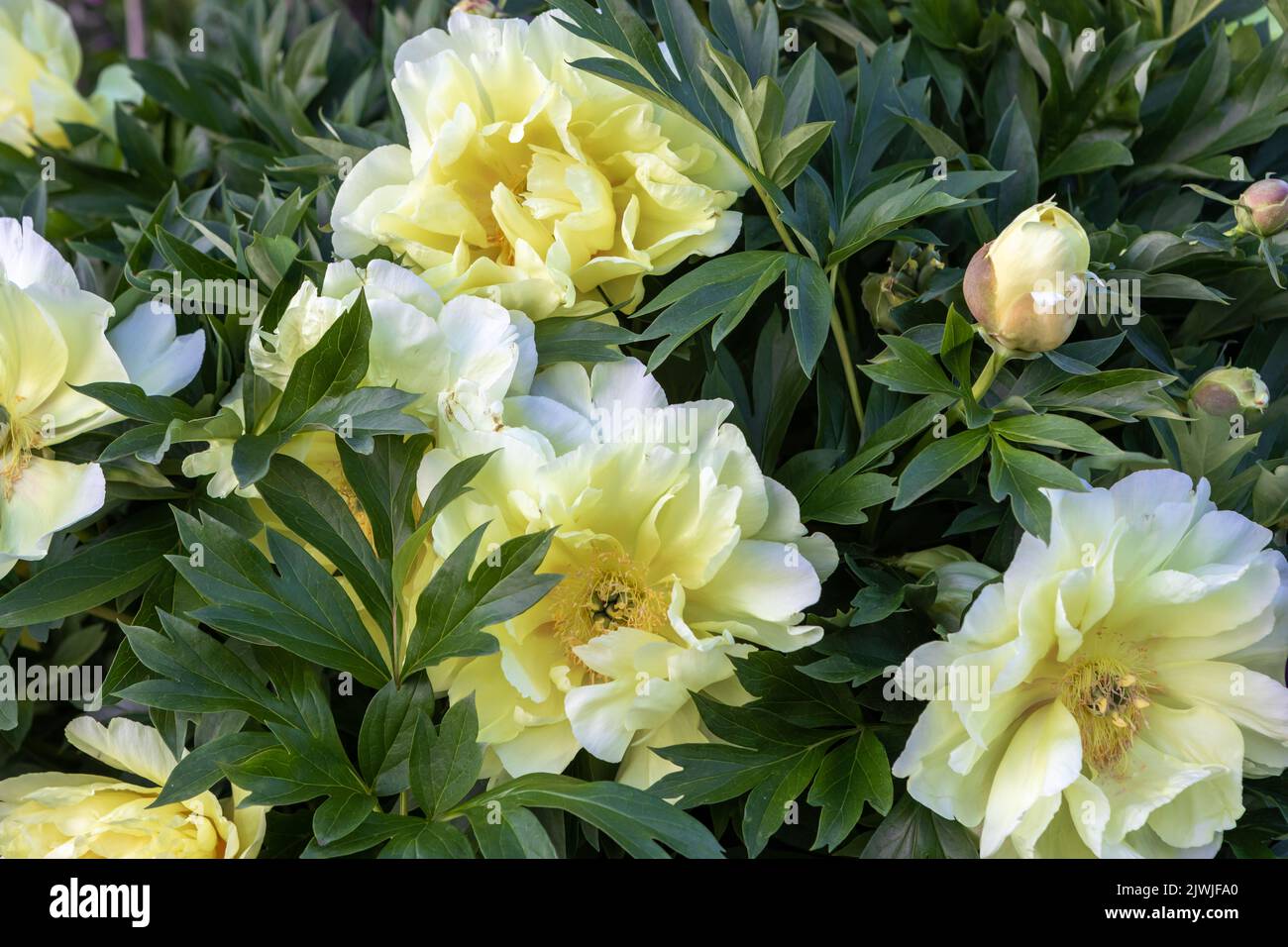 Paeonia 'Bartzella' (pivoine) en fleur Banque D'Images