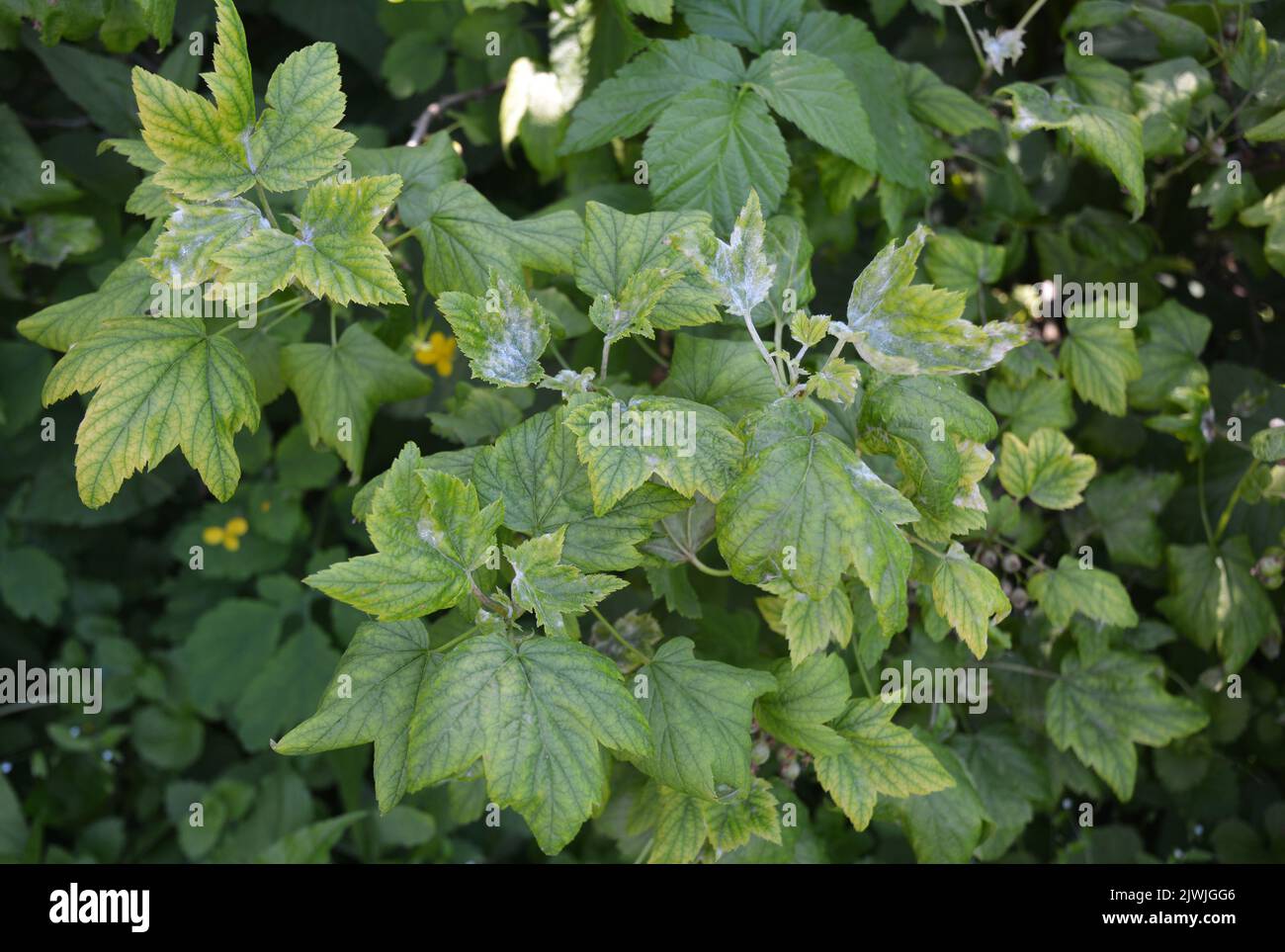 Maladie de la plante du cassis. Feuilles de cassis infectées par la maladie fongique anthracnose, brûlure, mildiou. Banque D'Images