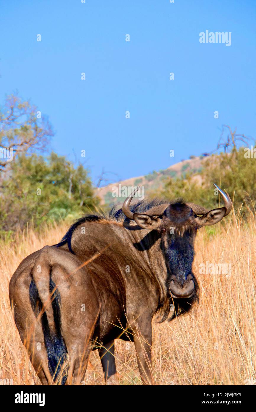 Blue Wildebeest, Connochaetes taurinus, Wildlife Reseve, Afrique du Sud, Afrique Banque D'Images