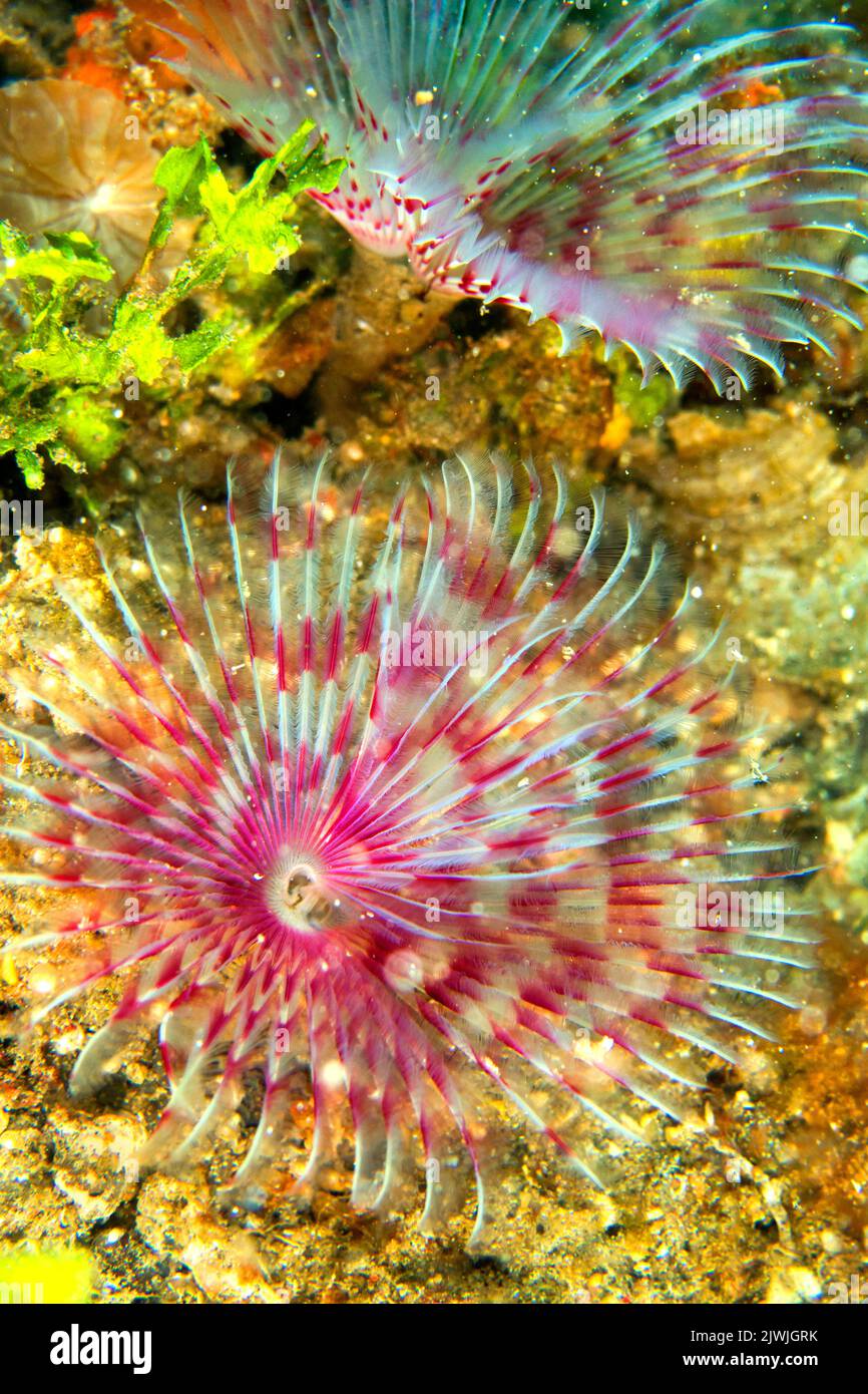 Vers de plumeau, vers de tube, Polychaete, Coral Reef, Lembeh, Nord Sulawesi, Indonésie, Asie Banque D'Images