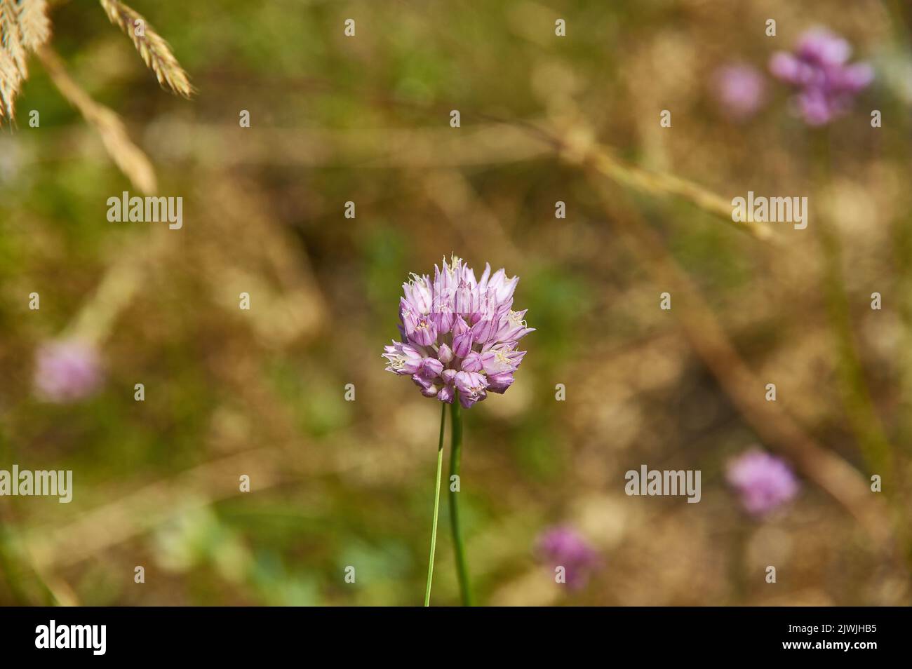 Ciboulette - espèce de plante à fleurs de la famille Amaryllidacea Banque D'Images