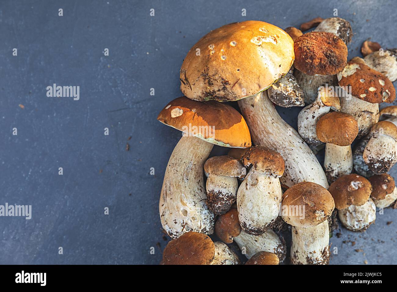 Composition automne. Champignons comestibles crus Penny Bun sur fond noir foncé de schiste de pierre. CEPS sur table grise. Cuisine délicieuse cuisine gastronomique aux champignons biologiques. Espace de copie de la vue de dessus de la pose à plat Banque D'Images
