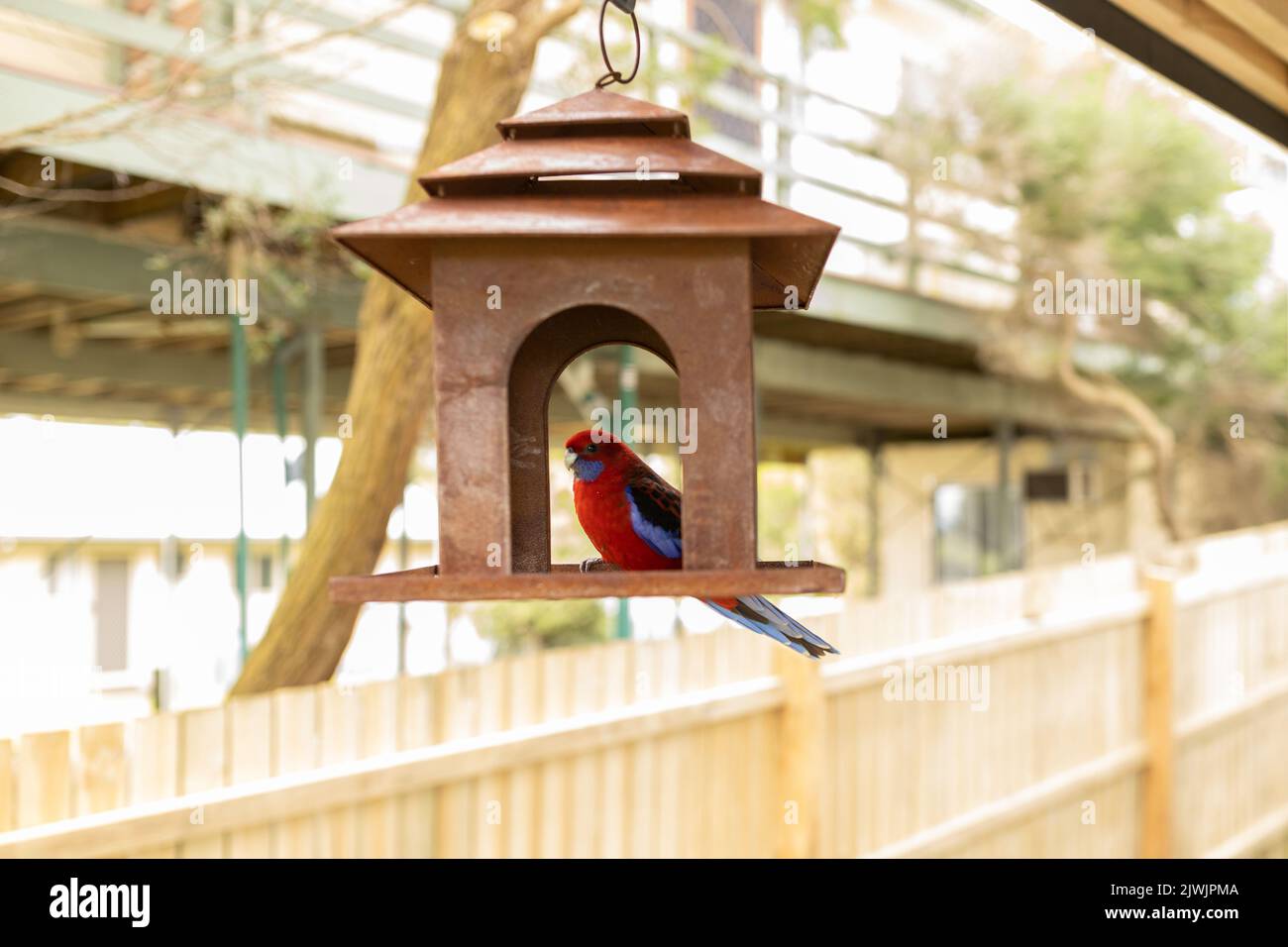 Perroquet de rosella pourpre australien assis sur un mangeoire à oiseaux Banque D'Images