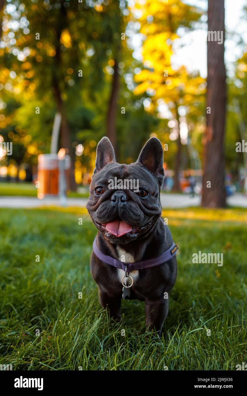 le chien de taureau français pur-sang a obéi à l'ordre de s'asseoir dans le parc sur la pelouse Banque D'Images