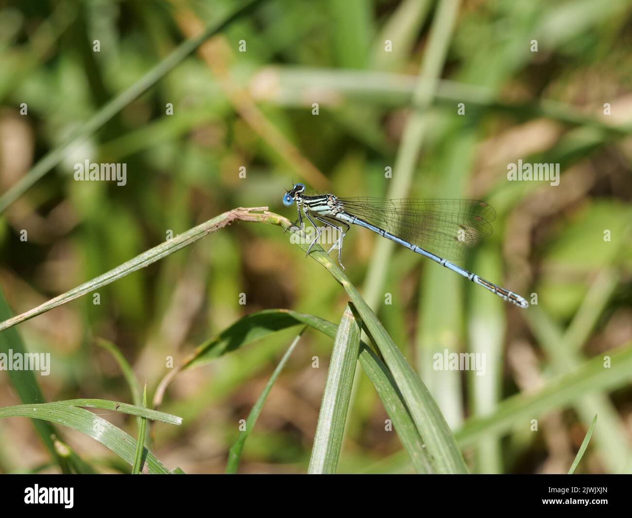 Mâle d'une damselfly azur taille Coenagrion sur une feuille d'herbe Banque D'Images