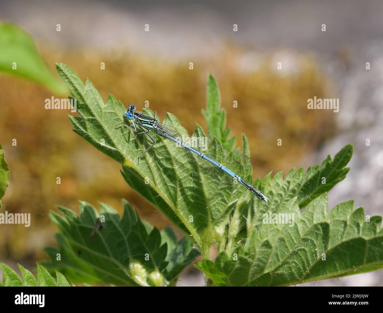 Mâle d'une damselfly azur taille Coenagrion sur une ortie piquante Banque D'Images