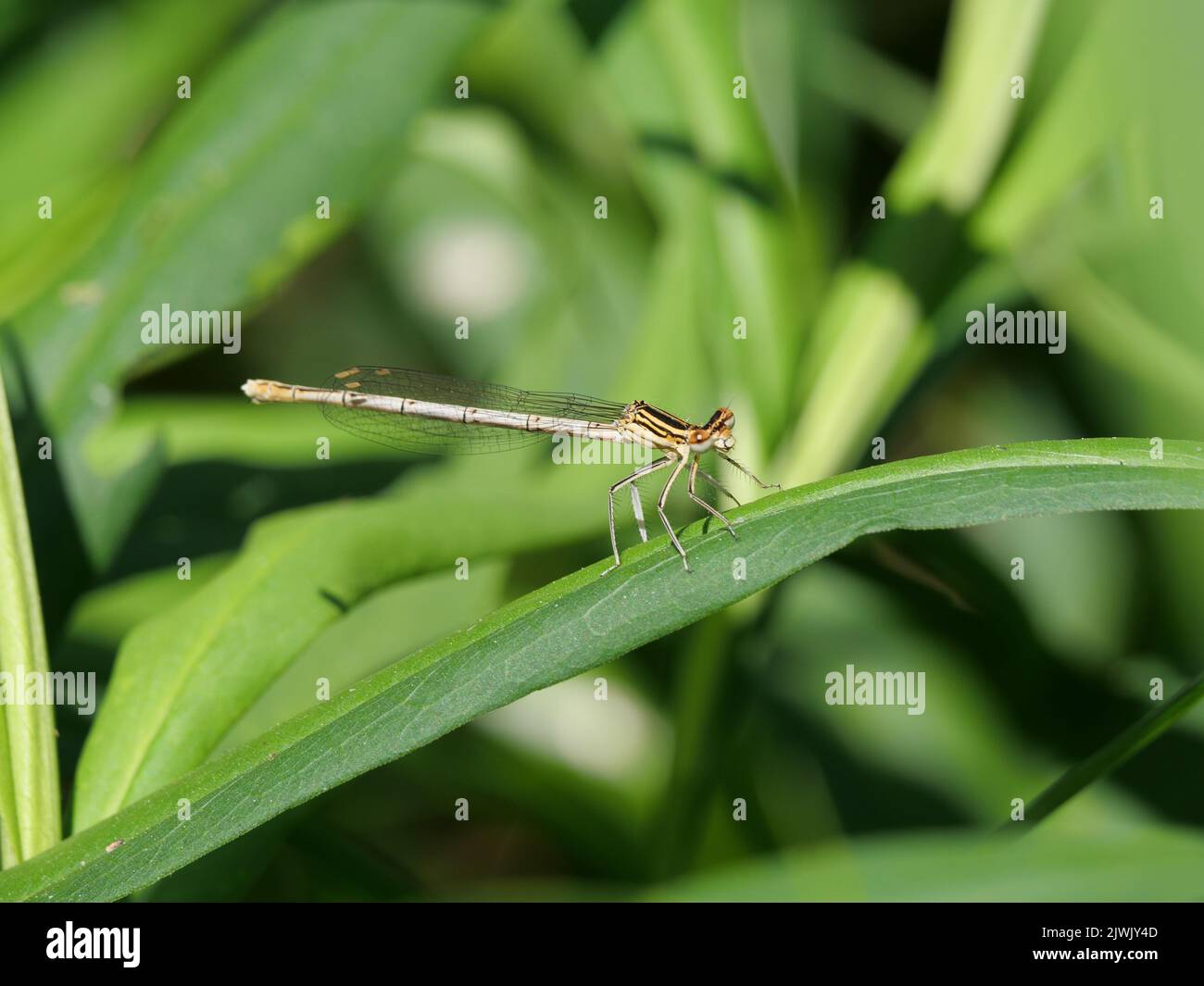 Femelle blanche d'une damselfly azur taille Coenagrion sur une feuille d'herbe Banque D'Images