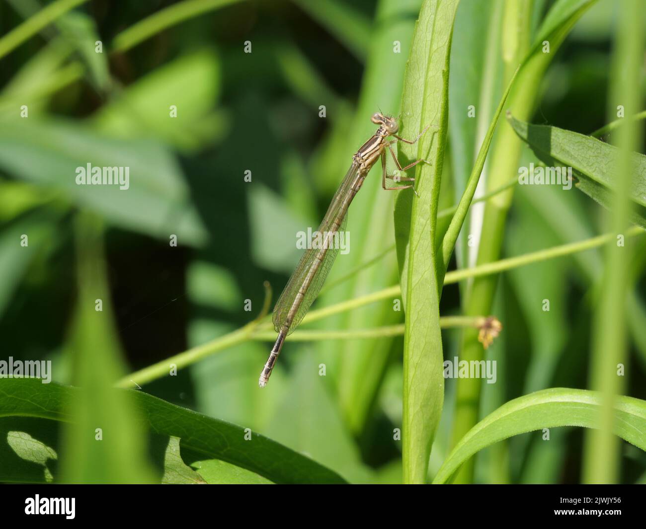 Femelle blanche d'une damselfly azur taille Coenagrion sur une feuille d'herbe Banque D'Images