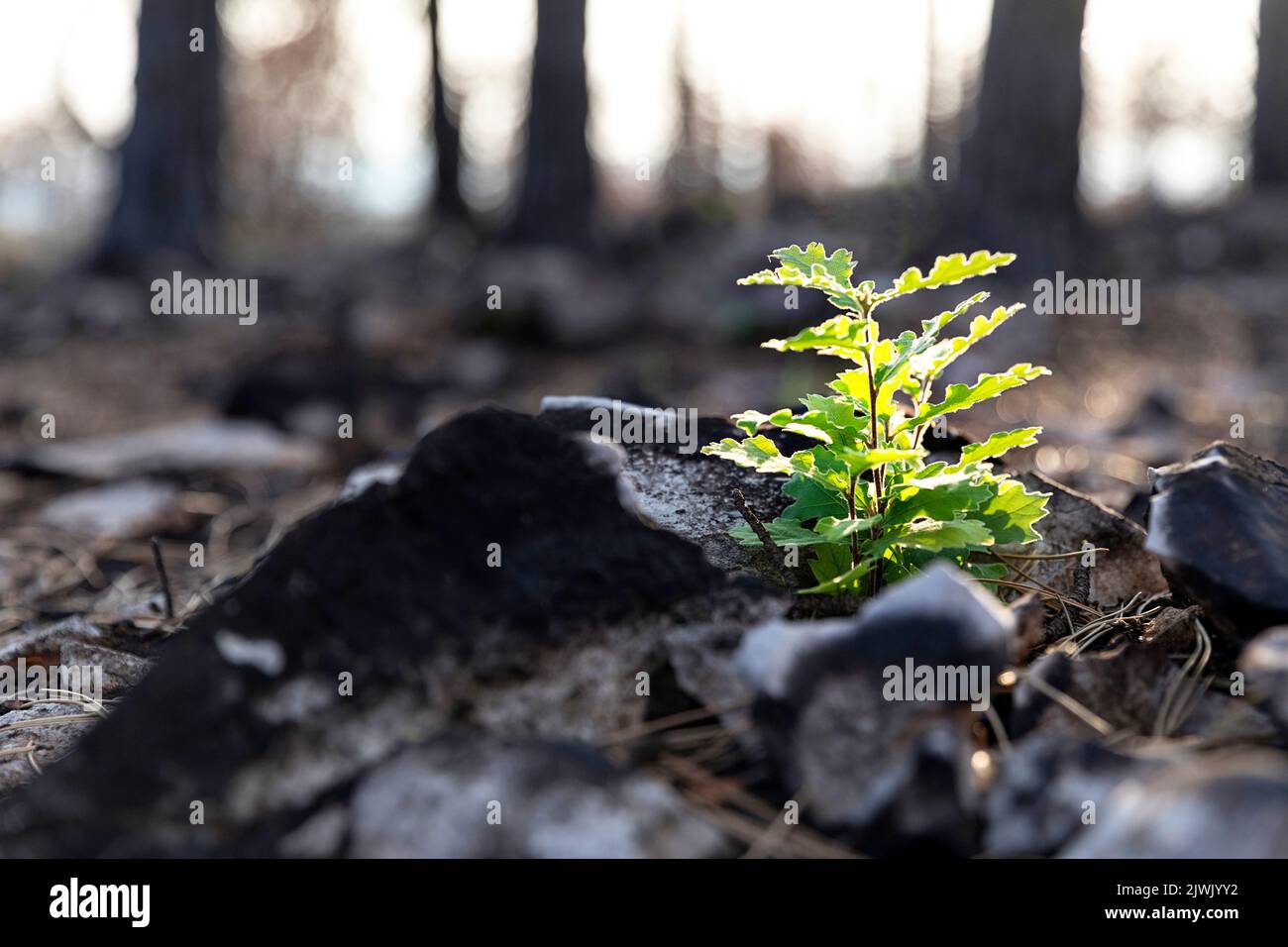 Nouvelle végétation qui grandit après le plus grand feu de forêt de l'histoire de la slovénie, en europe Banque D'Images
