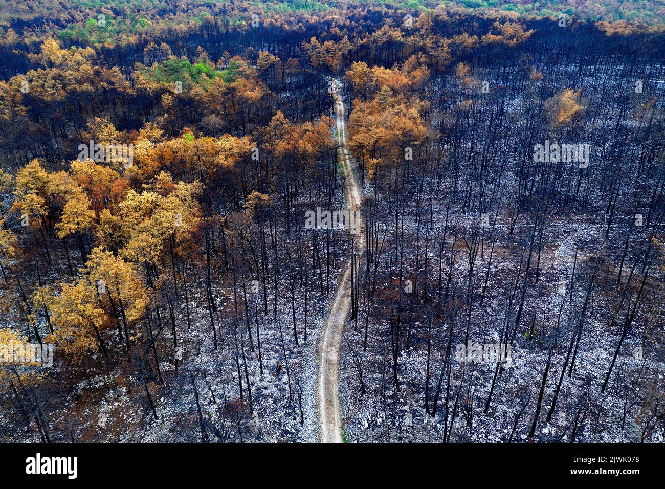 Vue aérienne d'une route traversant une forêt brûlée après le plus grand feu de forêt de l'histoire de la slovénie, en Europe Banque D'Images