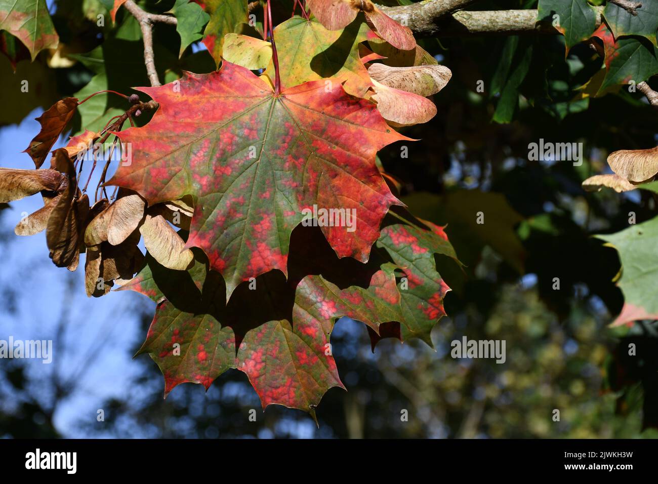 Leafs aux couleurs d'automne, Canal Walk, Kilkenny, Irlande Banque D'Images