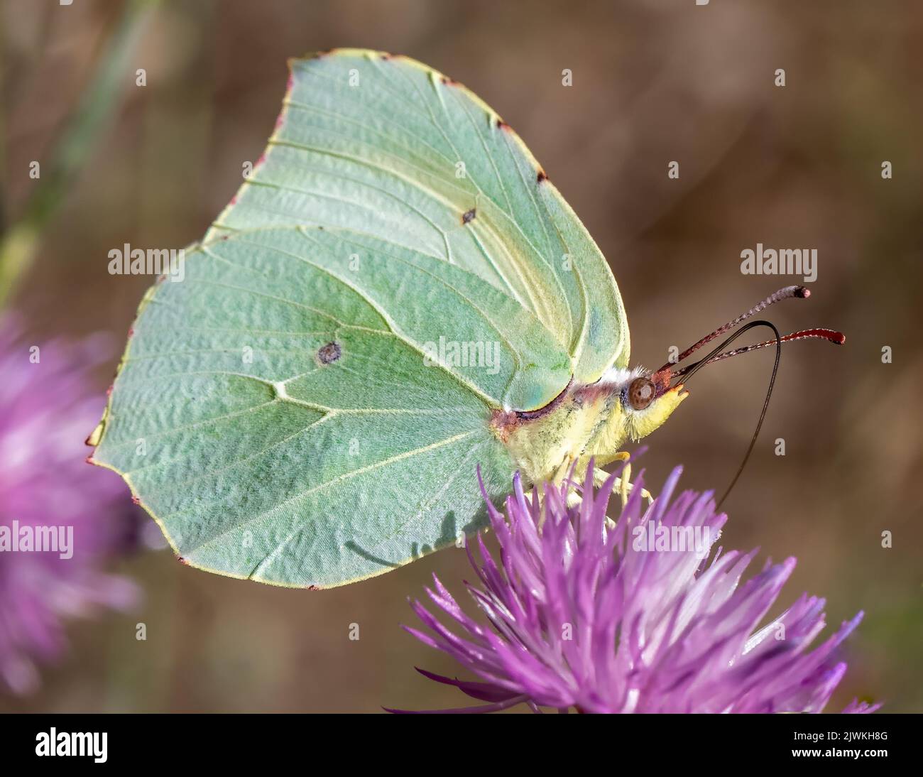 (Gonepteryx cleopatra Cleopatra butterfly) se nourrissent d'une fleur sauvage inconnu, Provence, France Banque D'Images