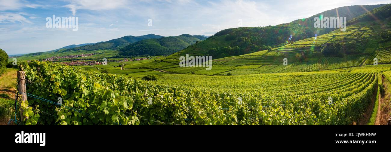 Vignoble alsacien, une mer de vignes, Kaysersberg, Kientzheim, Ammerschwihr, Alsace, France Banque D'Images