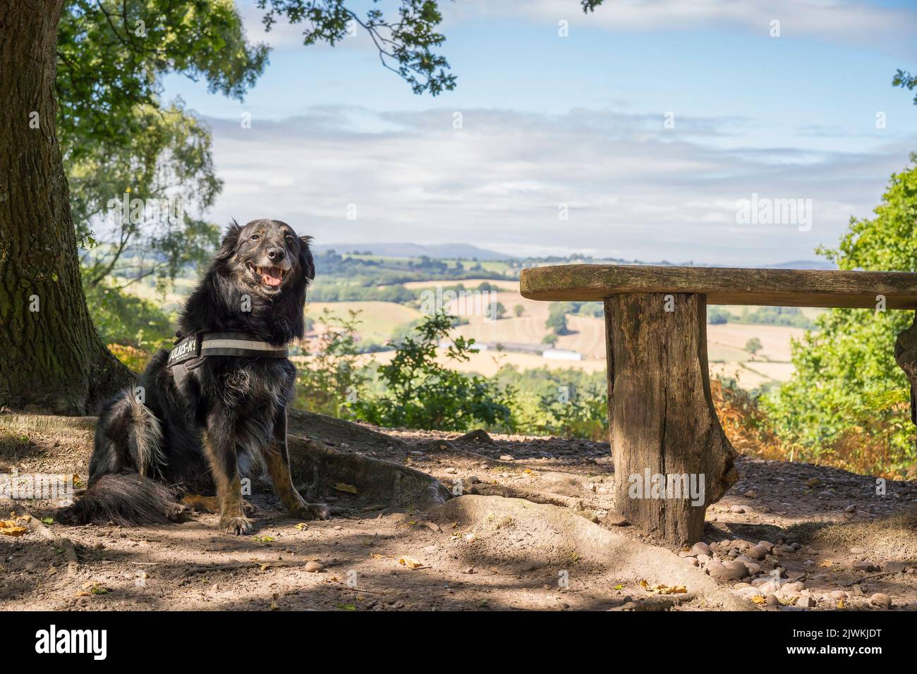 Frontière obéissante collie / Berger allemand chien croisé assis isolé sous l'ombre d'un arbre lors d'une promenade en campagne. Banque D'Images