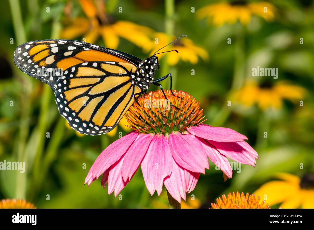 Monarque papillon - Danaus plexippus Banque D'Images