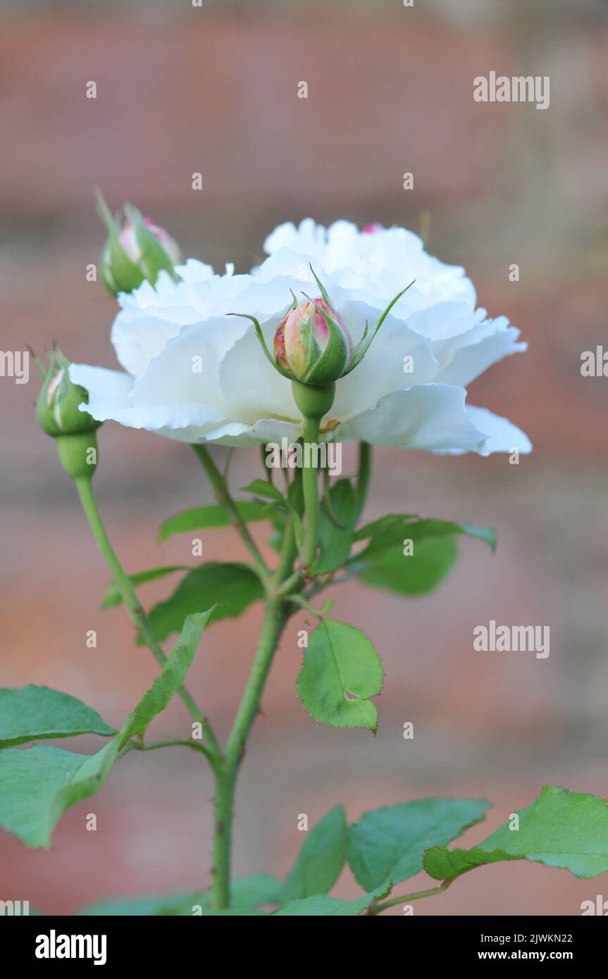 Cathédrale Rosa Winchester. White David Austin Rose macro gros plan. Banque D'Images