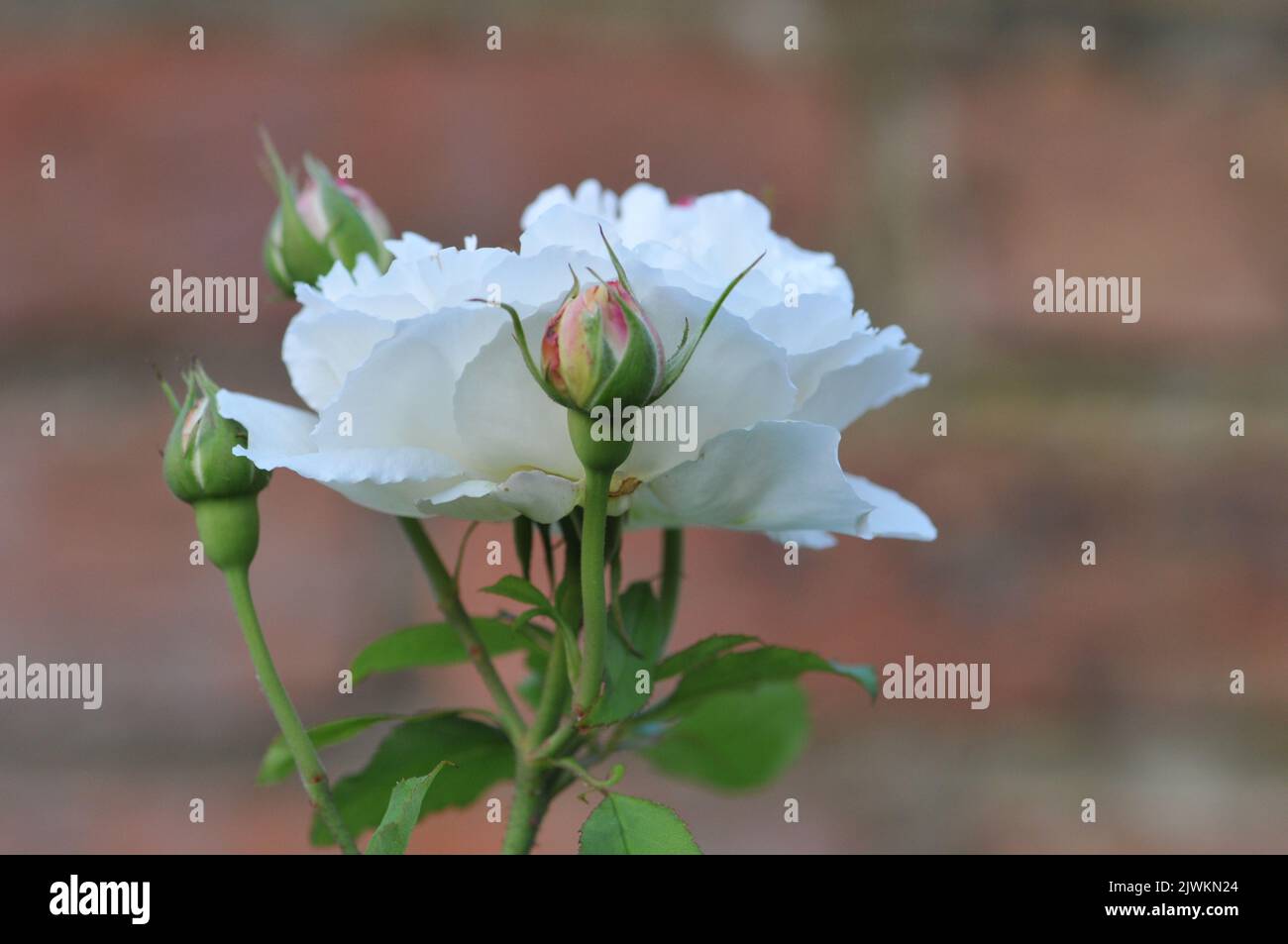 Cathédrale Rosa Winchester. White David Austin Rose macro gros plan. Banque D'Images