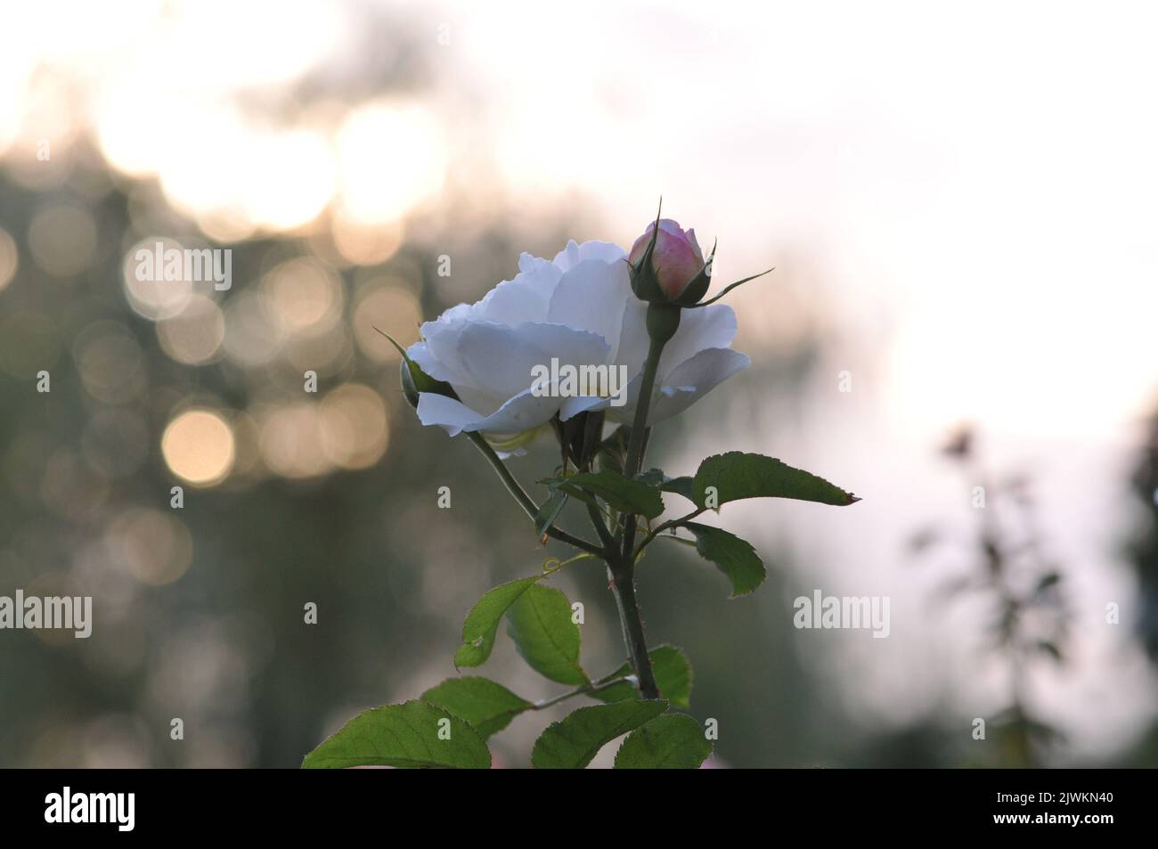 Cathédrale Rosa Winchester. White David Austin Rose macro gros plan. Banque D'Images