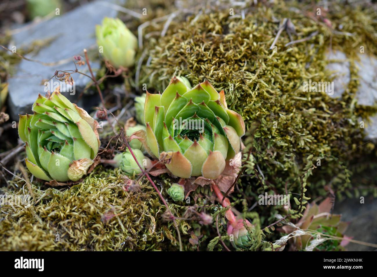 Sempervivum aka houseleeeeeeeeeeeeks, liveforever ou poule et poussins, un succulent tapis vivace formant composé de feuilles touffetées dans les rosettes. Banque D'Images