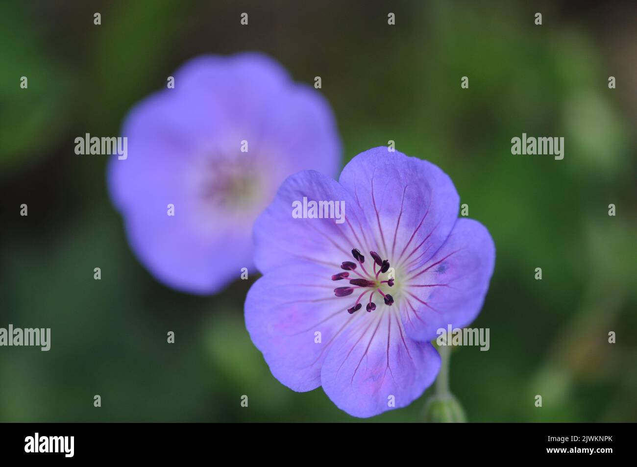 Bleu violet Geranium Rozanne. Macro photographie de plante herbacée vivace border. Couverture de sol et installation d'épandage. Banque D'Images