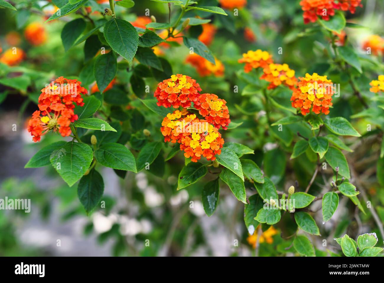 Lantana camara (lantana commune) fleurs qui poussent à Nha Trang Vietnam Banque D'Images