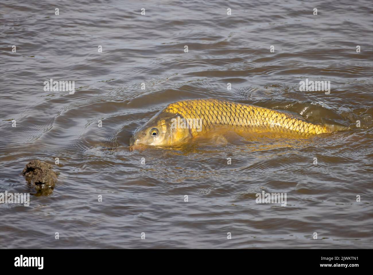 La carpe eurasienne ou européenne (Cyprinus carpio), anciennement connue sous le nom de carpe commune dans les eaux peu profondes de la rivière. Banque D'Images