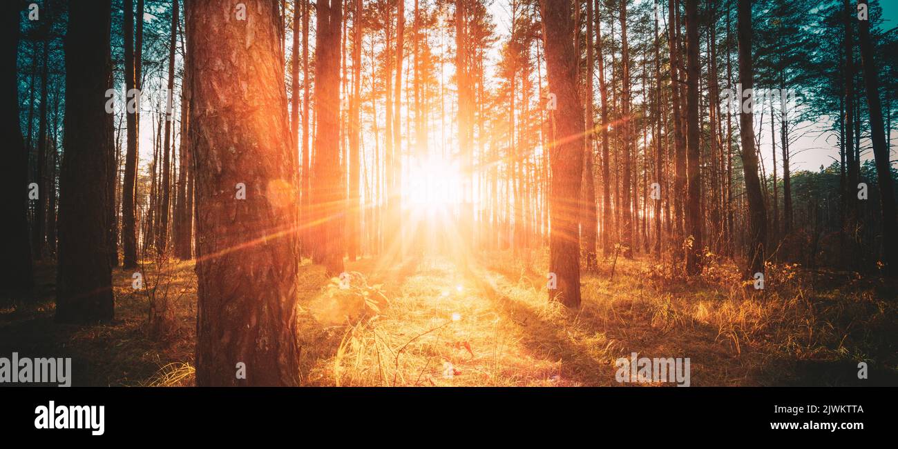 Vue panoramique Soleil soleil à travers les bois et les arbres dans le paysage de la forêt d'automne. Poutres de soleil dans la forêt d'automne. Couleurs riches et saturation. Automne brillant Banque D'Images