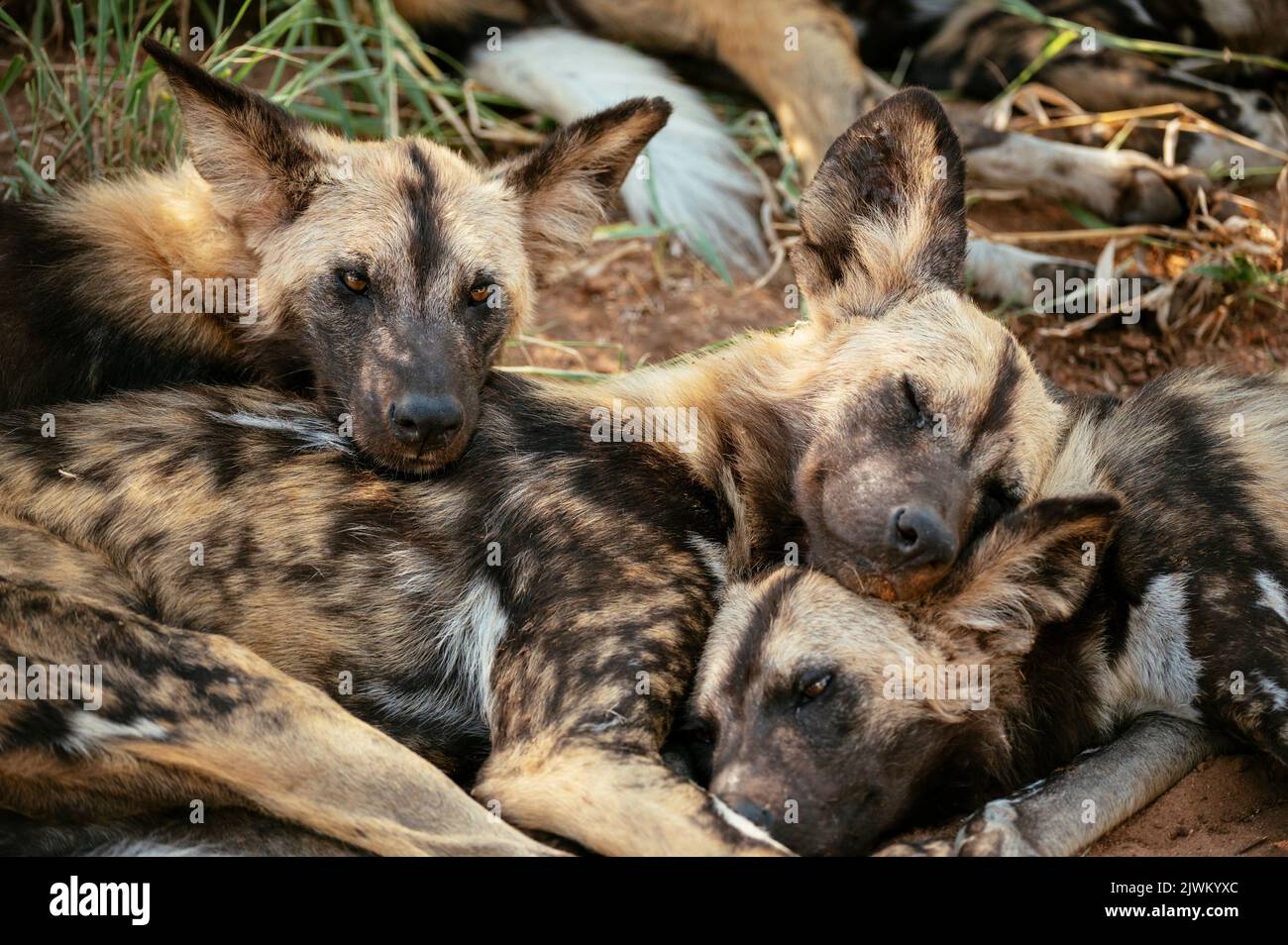 African Wild Dogs (Painted Wolves), réserve naturelle privée de Timbavati, parc national Kruger, Afrique du Sud Banque D'Images