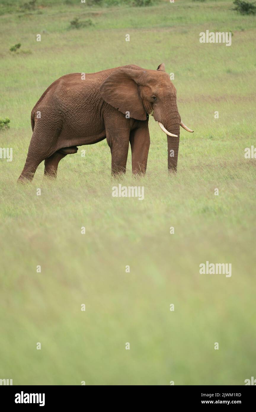 Éléphant d'Afrique, Parc national de l'éléphant d'Addo, Cap oriental, Afrique du Sud Banque D'Images