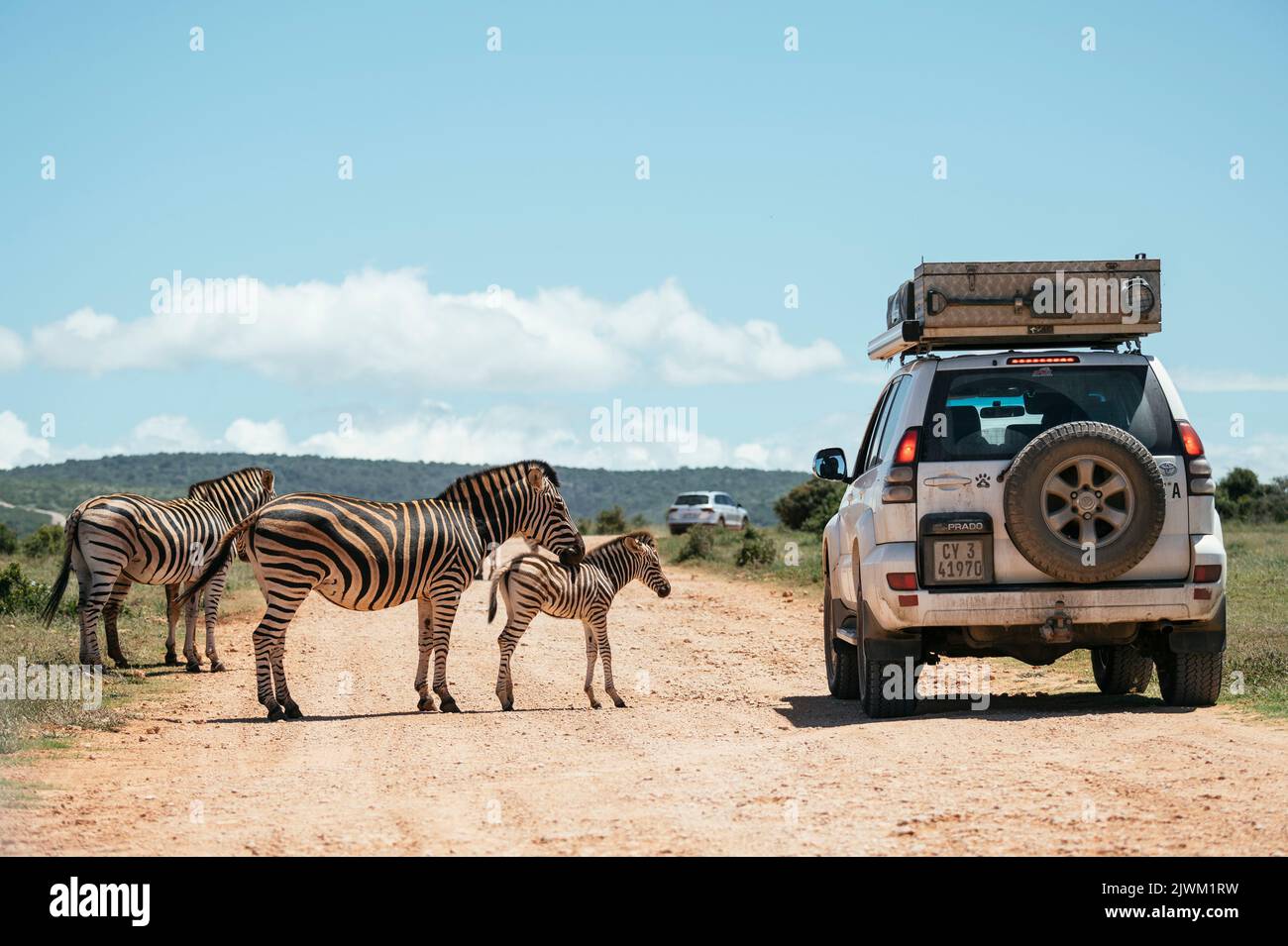 Les Zèbres de Burchell approchent de la voiture touristique, parc national Addo Elephant, Cap-Oriental, Afrique du Sud Banque D'Images