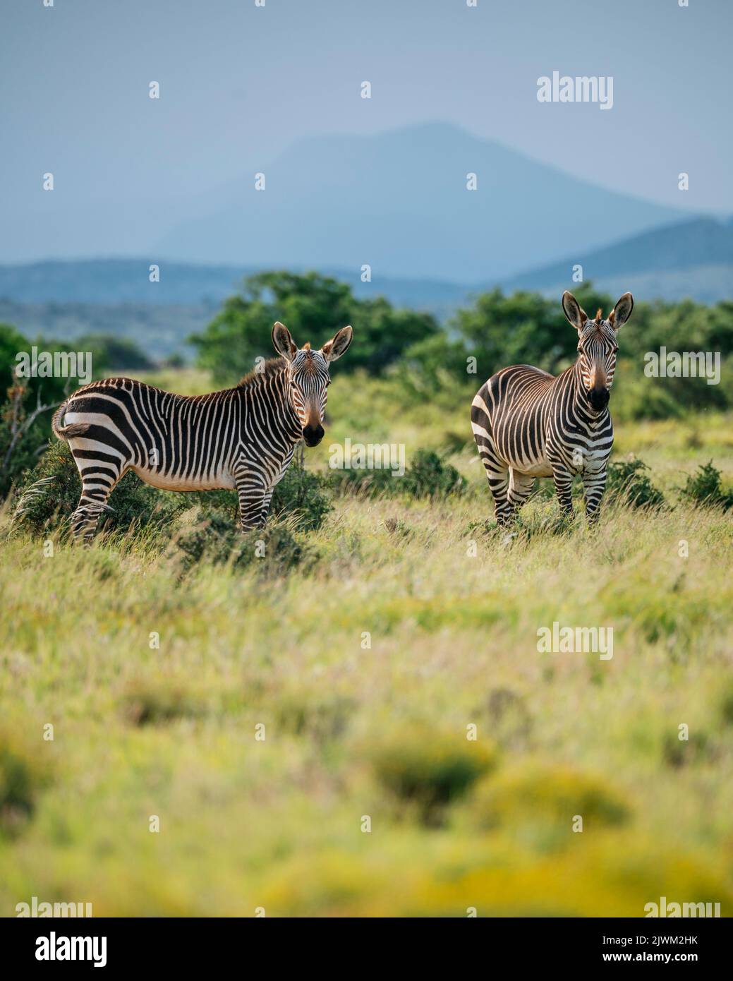 Zèbres, parc national de Camdeboo, Graaff-Reinet, Cap-est, Afrique du Sud Banque D'Images