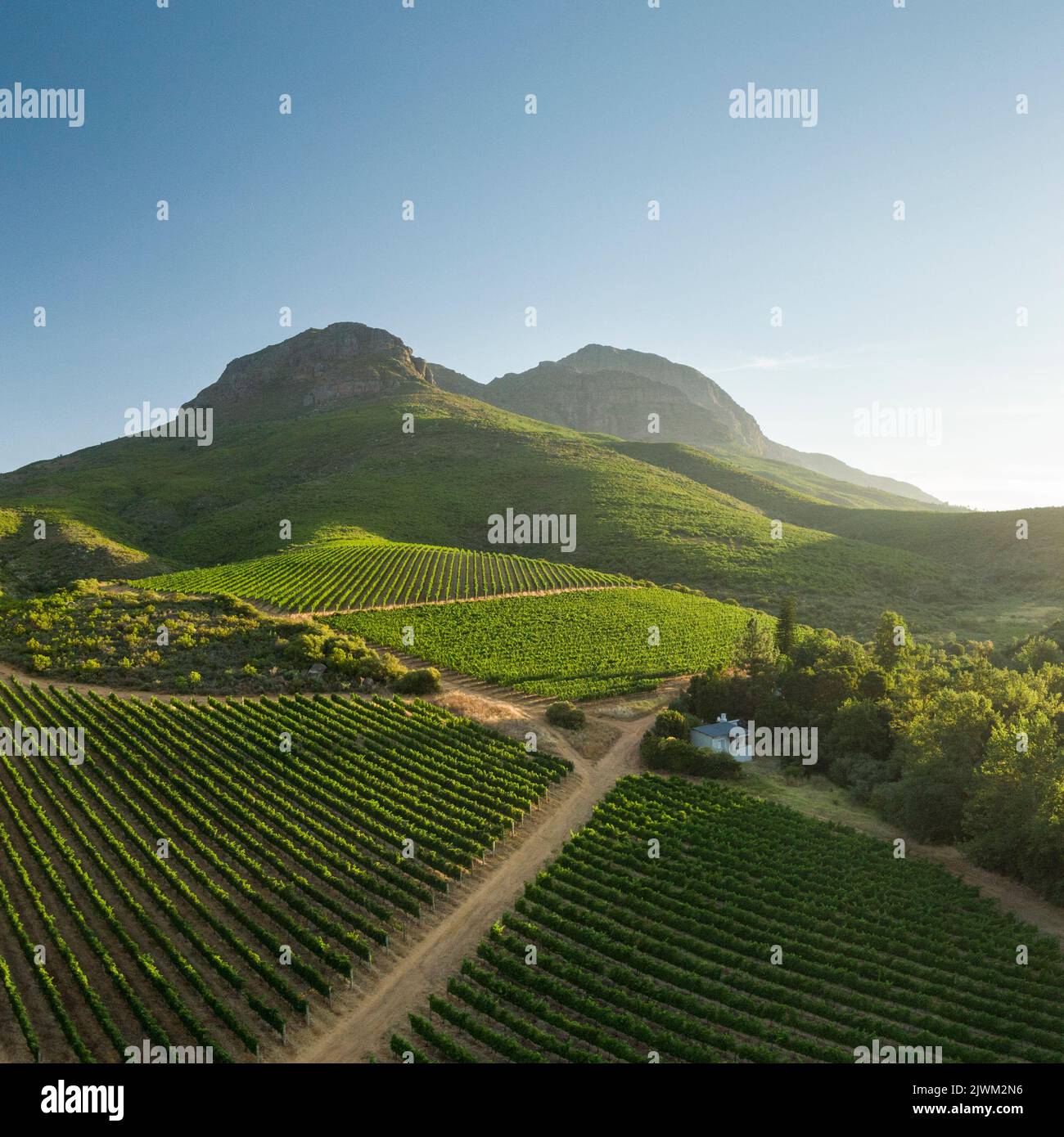 Vue aérienne des vignobles de vin près de Stellenbosch, Cap occidental, Afrique du Sud Banque D'Images
