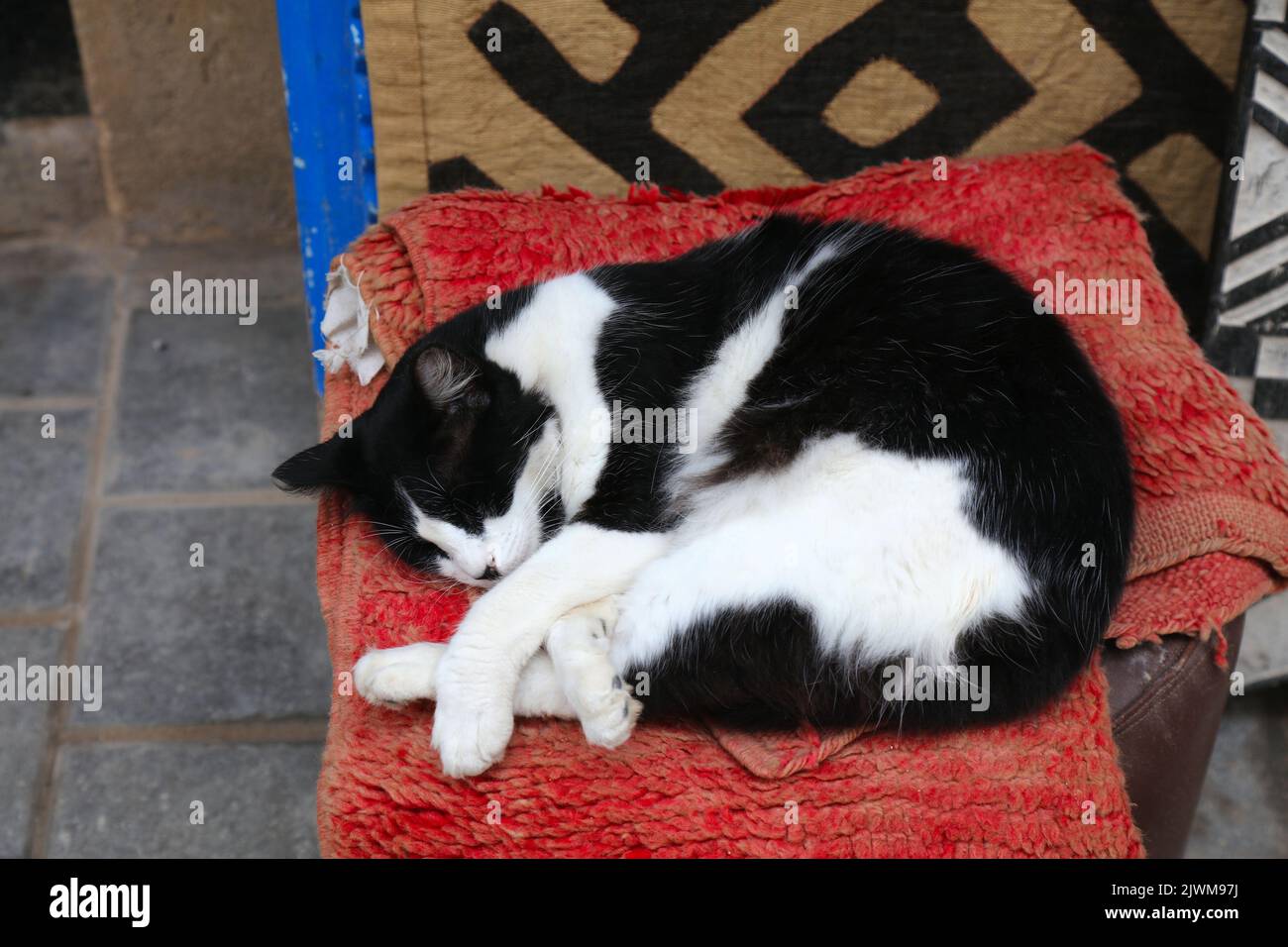 Chats de rue d'Essaouira, Maroc. Chat local noir et blanc dormant sur une chaise. Banque D'Images